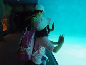 水族館を見学している写真
