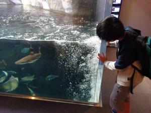 水族館を見学している写真