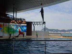 海響館のアクアシアターの様子