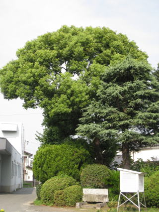 学校の歴史の画像
