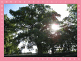川下小学校の画像2