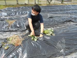 苗植え