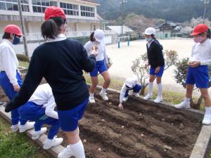 イモを植える5年生