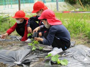 3人で植える様子