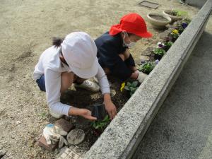 花壇に植える児童