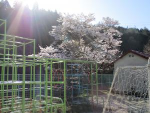 桜と朝日