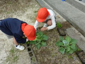 モンシロチョウの幼虫を観察する児童