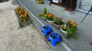 花壇の花