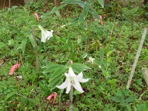 ササユリの花