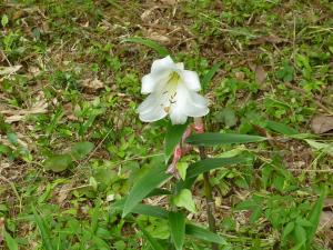 ササユリの花