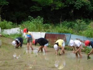 田植え