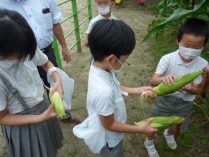 収穫したトウモロコシを見る児童
