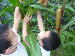 高いところのトウモロコシに手を伸ばす児童
