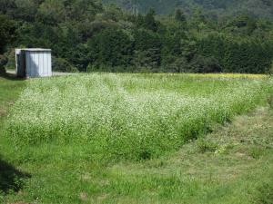 蕎麦の花