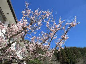 青い空と梅の花