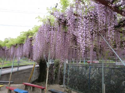 藤の花