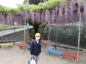 藤の花の下を通る児童