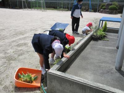 花壇の花を抜く児童