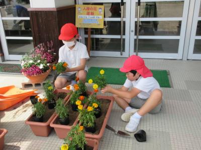 植え替えをする児童