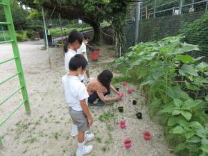 植え方を教える先生