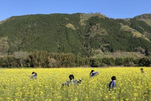 岩国西中学校近郊の美しい菜の花畑