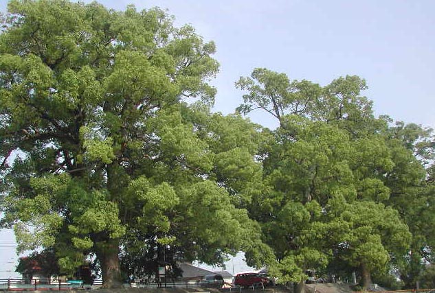 と言われる楠の巨木群の画像