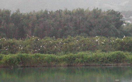白鷺は水田に群れて♪の画像2