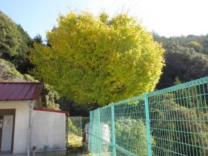 イチョウの木の様子