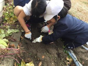 学校の畑でサツマイモほり