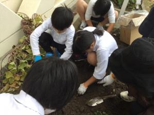 学校の畑でサツマイモほり