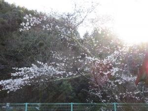 朝日を浴びる桜の木