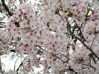 満開の桜