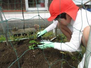 植え付けをする4年生