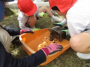 カブトムシの幼虫を探す4年生