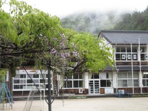 藤の花と校舎