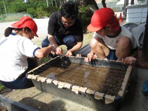 種籾を植える5，5年生