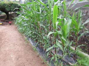 4年生の学級園