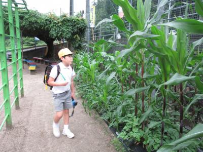 トウモロコシを見る児童
