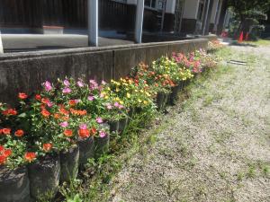 花壇の花