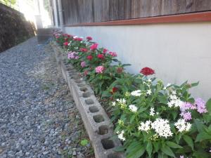 花壇の花