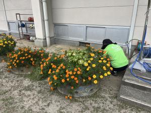 花壇草取り3