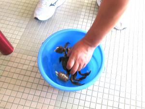 カニを持つ先生