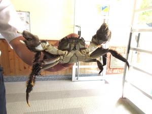 カニを持つ先生
