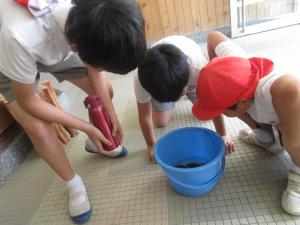 バケツをのぞき込む児童