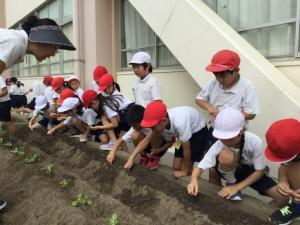 錦帯白菜と岩国赤大根の苗植え