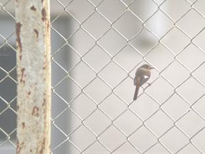 ジョウビタキメス01