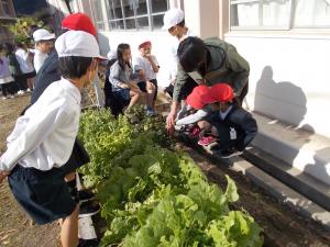 岩国赤大根の収穫