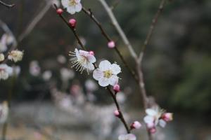 梅の花