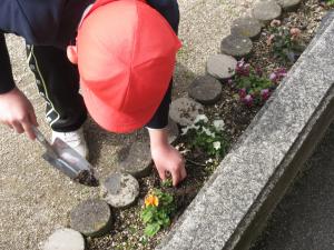 パンジーを植える児童