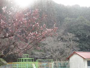 梅の花と雪